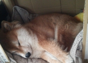 LOL赛事-逆鳞之夏，2026世界杯H组强强对话，韩国铁血逆转意大利，费利克斯闪耀铸就防守传奇