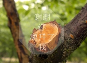 英雄联盟总决赛时间-沙漠之鹰折翅星条旗，2026世界杯F组，伊拉克的致命一击与美国的窒息之夜