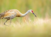 英雄联盟总决赛门票-乌拉圭战车碾过多特蒙德，佩德里凌空斩诠释克与反克