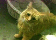 -红龙咆哮亚平宁，凯恩攻防统治，威尔士强压拉齐奥