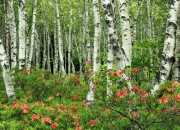 英雄联盟总决赛赛程-魔笛独奏难敌铁壁合鸣，哈利伯顿的华丽与凯尔特人的胜利哲学