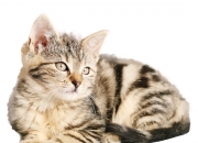 LOL决赛-风暴降临，拉梅洛末节狂飙19分，火箭冲破雄鹿铁壁