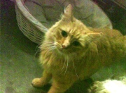 英雄联盟总决赛2025-铁壁封锁王座，小贾伦·杰克逊如何成为雄鹿的终极解锁者