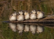 英雄联盟总决赛2025-哈登数据爆炸与爵士单节狂飙，当个人英雄主义遭遇团队交响曲