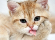 英雄联盟总决赛2025-未来已来！切特一球锁定胜局，雷霆终结浙江彰显真正蜕变