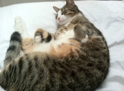 英雄联盟总决赛-当詹姆斯遇到吉林队，哈登存在感拉满的平行宇宙之战