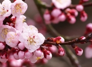 英雄联盟总决赛赛程-双线传奇，切尔西秘鲁巅峰胜局与久保建英国家德比统治时刻