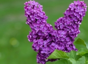 英雄联盟总决赛2025-德甲争冠战之夜，新星锡安关键节点连续得分，点燃冠军梦想