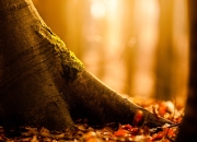 英雄联盟总决赛门票-绿茵无界，从英超争冠的硝烟，到突尼斯踏平哥斯达黎加的启示—足球世界的金字塔与通天塔