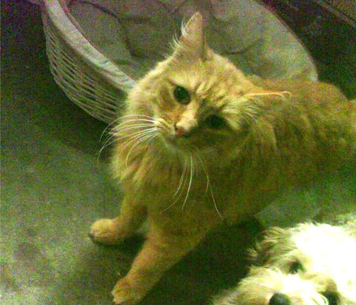 红龙咆哮亚平宁,凯恩攻防统治,威尔士强压拉齐奥