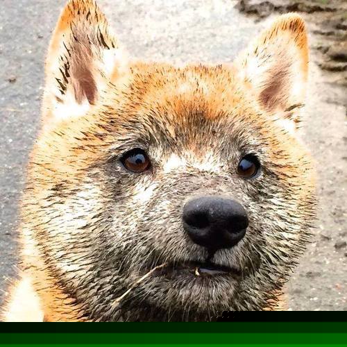 约基奇演绎终极个人艺术,尼克斯以系统性胜利迈出争冠关键一步