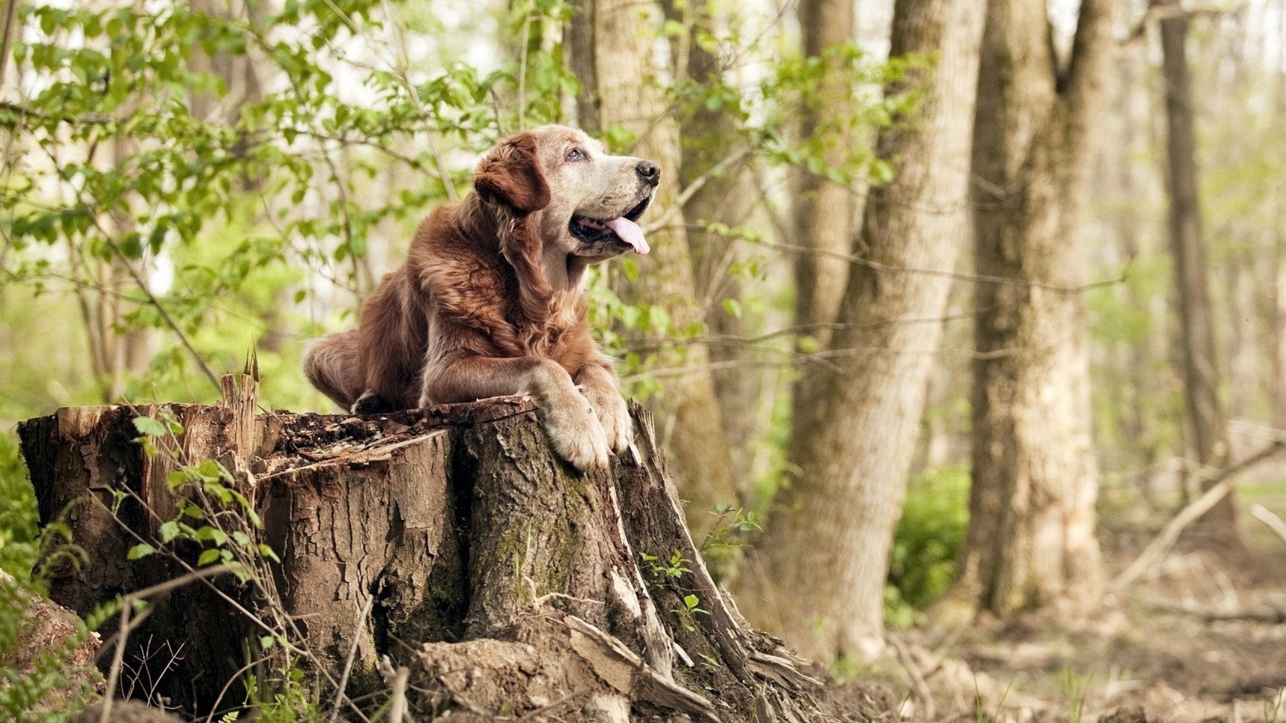 冠军的最后巡视,当杜兰特化身死神,马刺的火焰在费城重燃