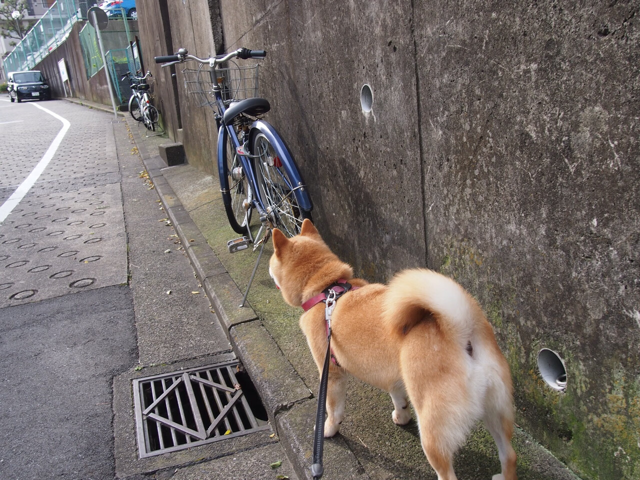 虽无东决之名，却有东决之实，青年灰熊掀翻紫金巨舰