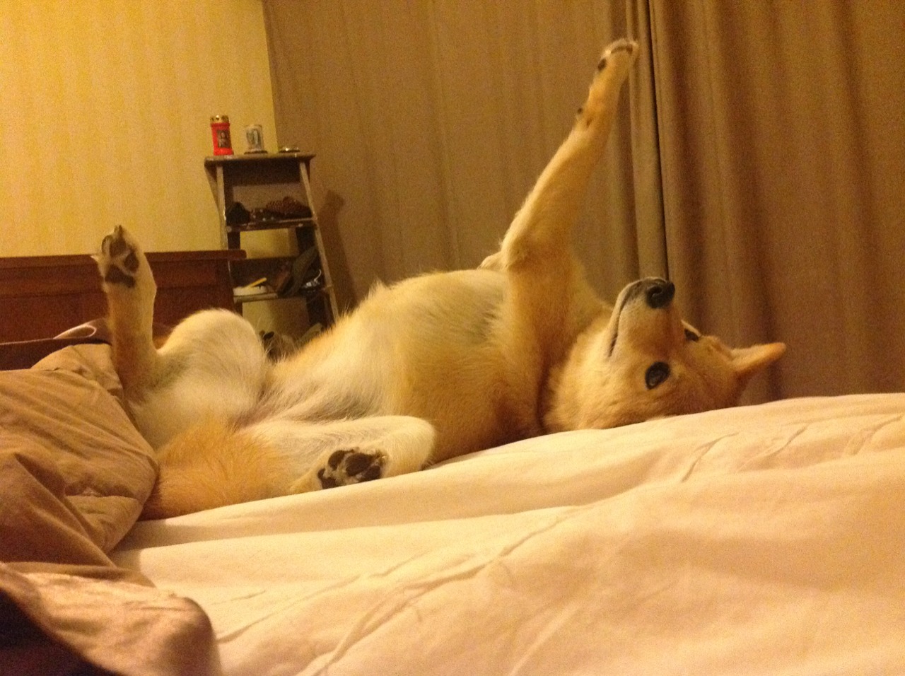 赛道中锋,当约基奇在F1揭幕战完成致命逆转换位