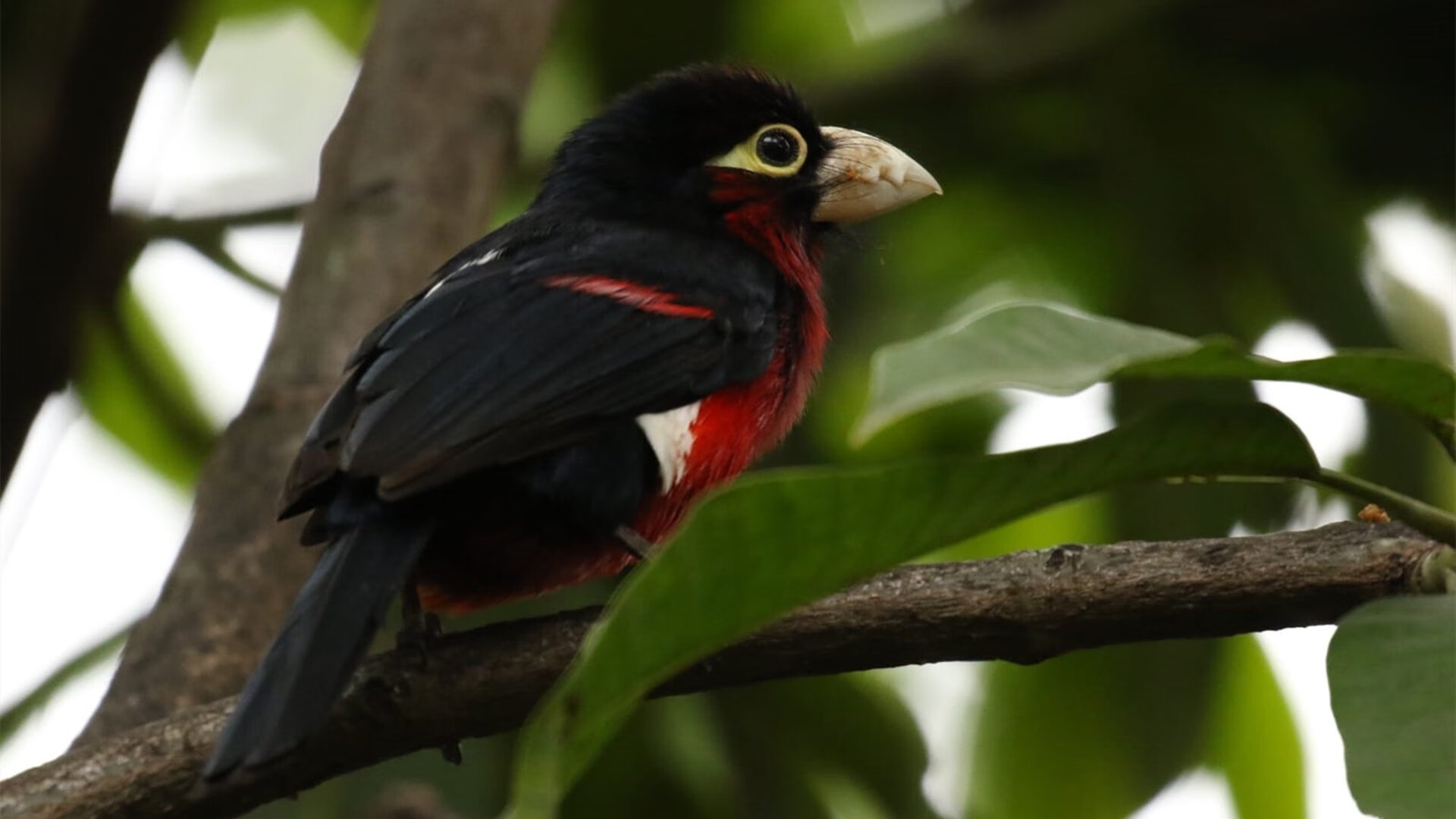 赛道中锋,当约基奇在F1揭幕战完成致命逆转换位