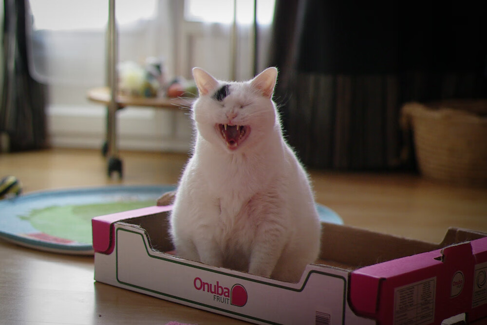 足球双星闪耀，李刚仁爆发引领亚洲风潮，加纳硬仗取胜土耳其展非洲韧性