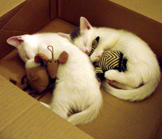 盾与矛的博弈，门迪如何用叹息之墙封锁尼日利亚风暴，勒沃库森上演绝地翻盘