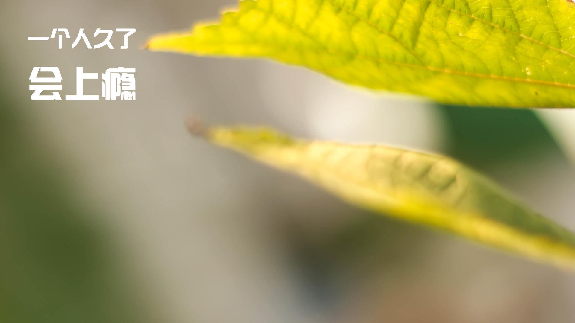 当北欧神话降临格拉斯哥，伊布在苏格兰与乌拉圭的迷雾之战中重新定义防线