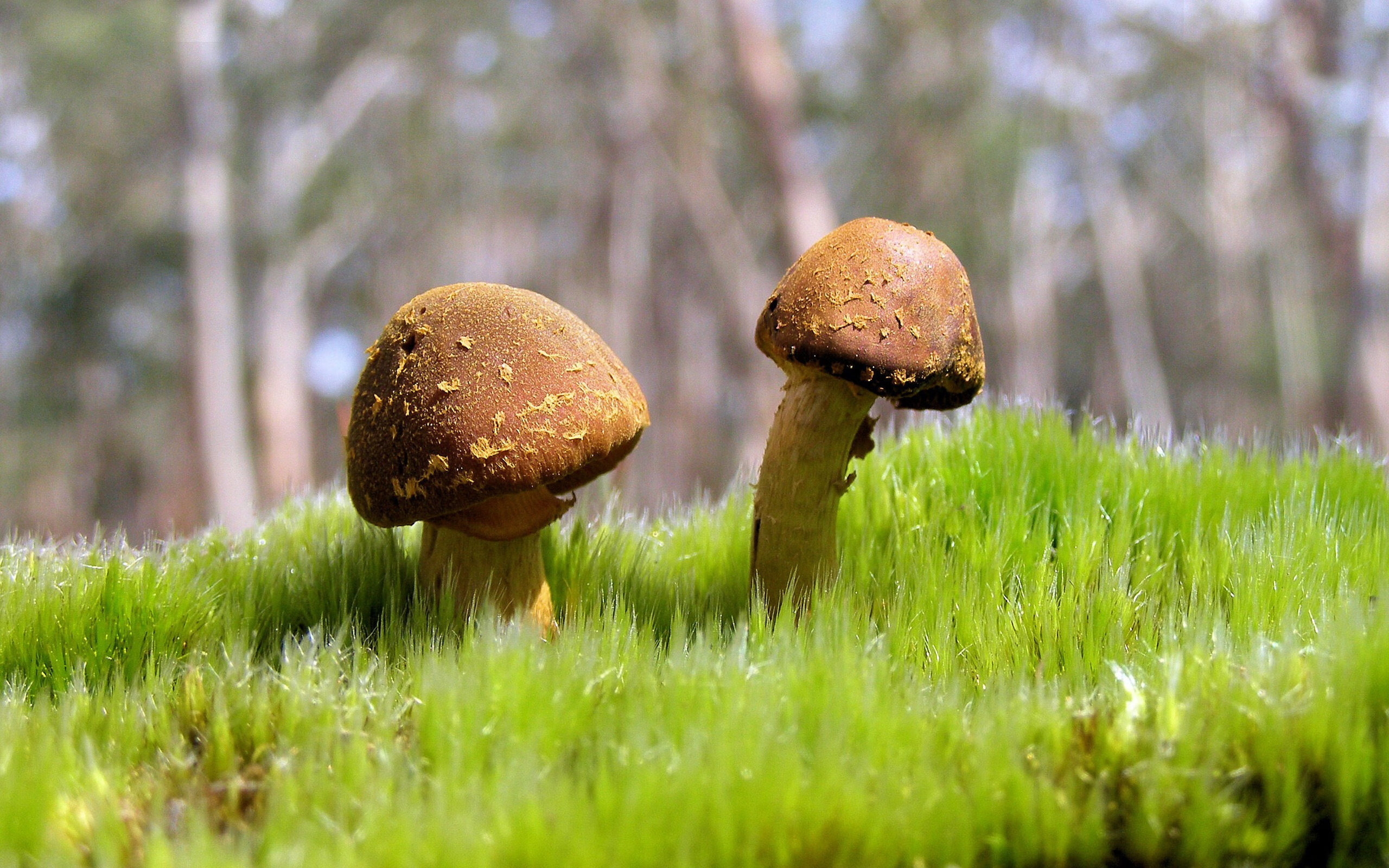 非典型的英雄之路，贝恩的救赎与山西的胜利，重写篮球世界的成功法则