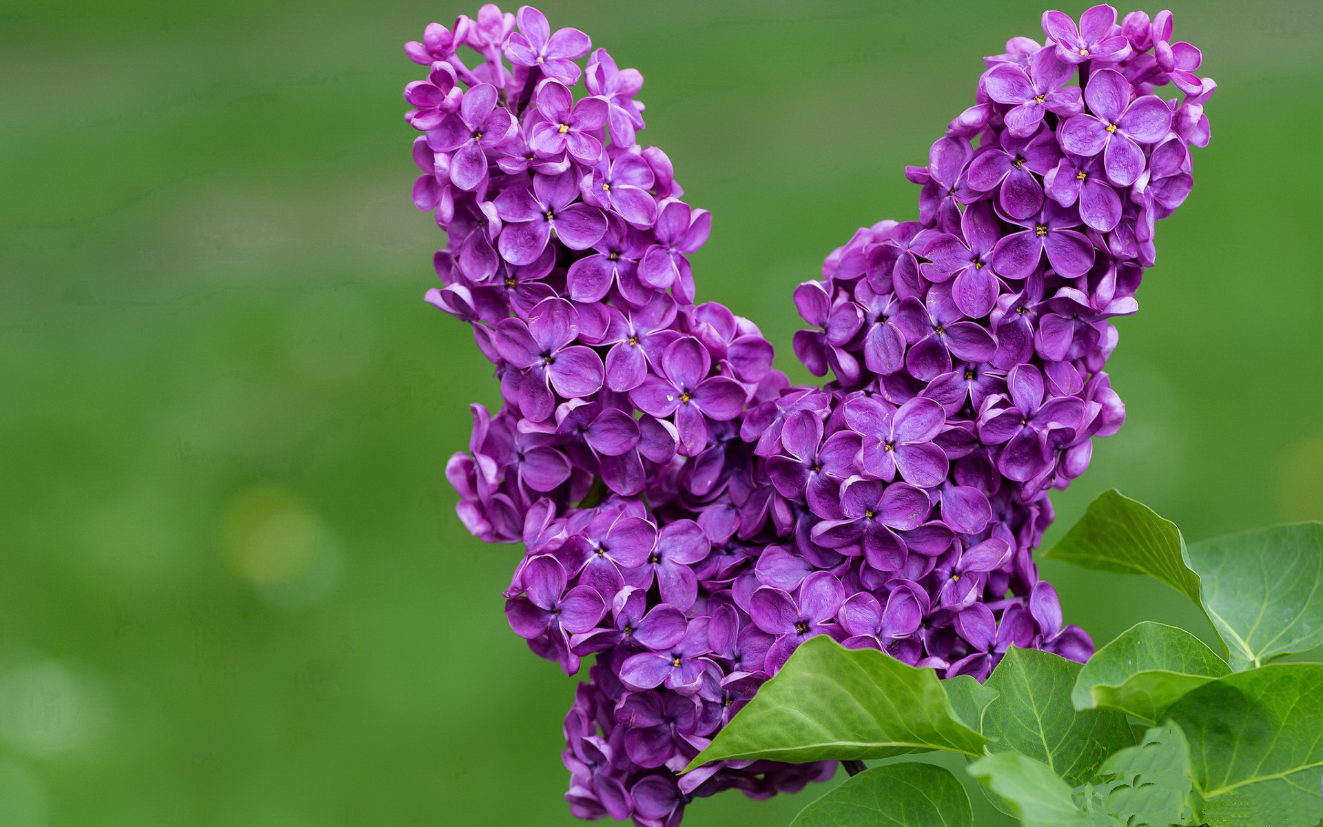 德甲争冠战之夜，新星锡安关键节点连续得分，点燃冠军梦想