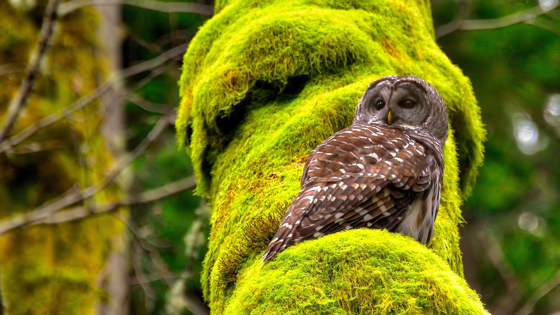 当绿色风暴遭遇蓝色叹息,加维用魔法肢解拉齐奥防线